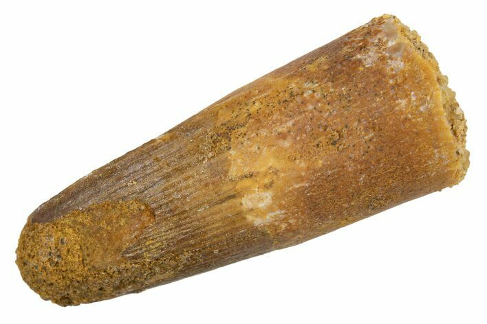 Juvenile Fossil Spinosaurus Tooth - Feeding Worn Tip #345873